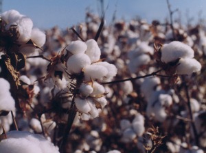 cotton bush